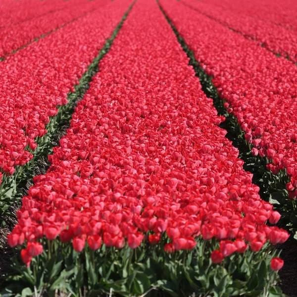 Primavera tulipa flor campo vermelho tulipas flores florescendo — Fotografia de Stock