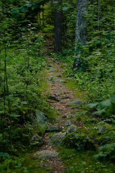 Vista Pittoresca Della Foresta Conifere Senza Fine Durante Giornata Sole — Foto Stock