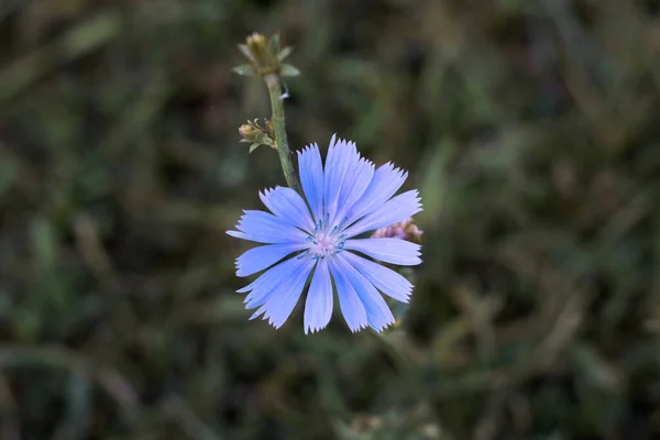 Beautiful Cornflower Flower Close View — Stock Photo, Image