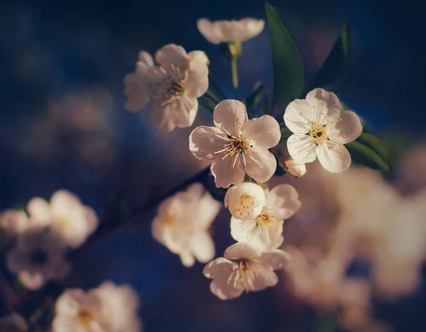 春白樱花 图库图片