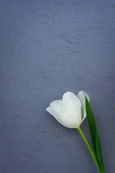 bright white spring tulip on a solid background