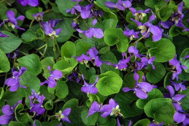 yeşil yapraklı mor menekşelerin parlak doymuş bahar arkaplanı