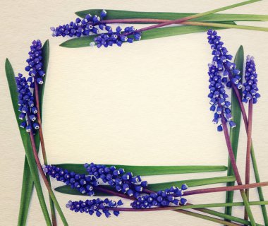 Yaprakları çerçeve şeklinde parlak mavi bahar çiçekleri 