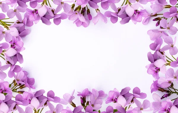 parlak narin bahar pembe çiçekler beyaz arkaplanda bir çerçeve şeklinde 