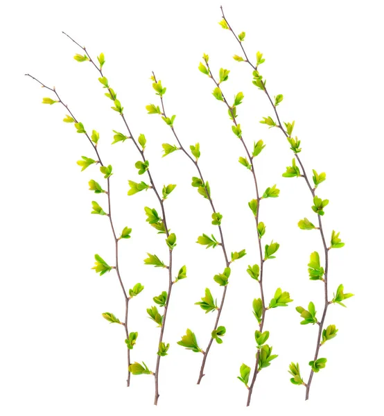 İzole yeşil bahar dalları beyaz arka planda çiçek açan yapraklar 