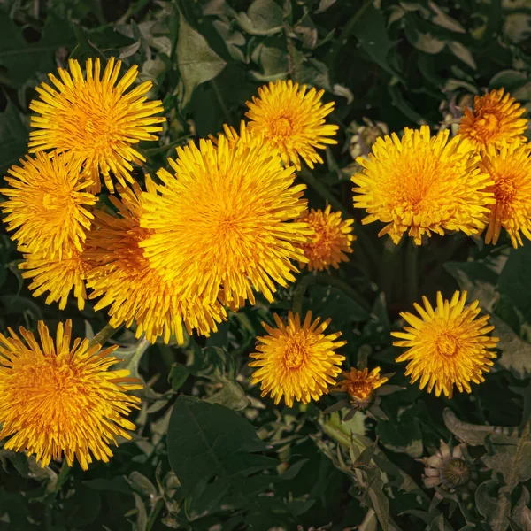 Яскраво Жовті Весняні Кульбаби Крупним Планом — стокове фото