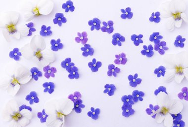 Beyaz arkaplanı dolduran küçük mavi kır çiçekleri ve büyük beyaz menekşelerin duvar kağıdı veya dokusu 