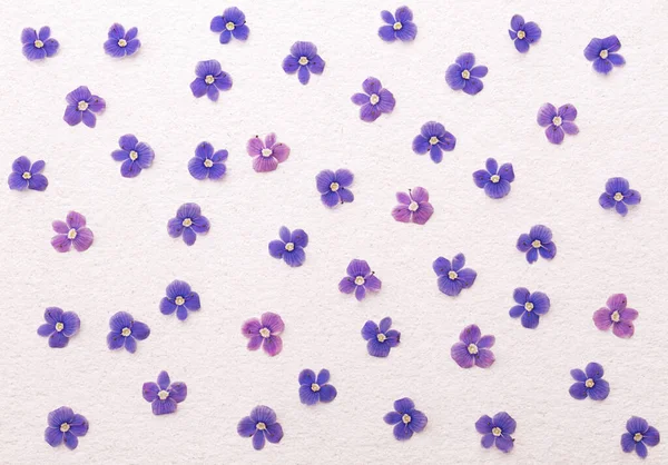 Papier Peint Texture Petites Fleurs Sauvages Bleues Délicates Remplissant Fond — Photo