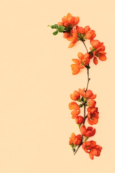 Delikatna Gałązka Sprężynowa Jasnymi Kwiatami Pigwy Zbliżenie Izolowane Pastelowym Tle — Zdjęcie stockowe
