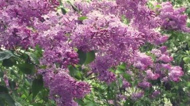 Yağmurun altında parlak leylaklar.