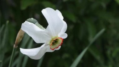 beyaz parlak narsisli çiğ damlaları