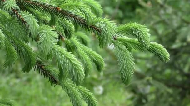 Ramas Verdes Abeto Con Brotes Jóvenes Gotas Agua — Vídeos de Stock