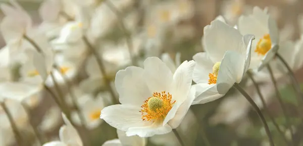 bahar parlak beyaz narin çiçekler turuncu merkezli 