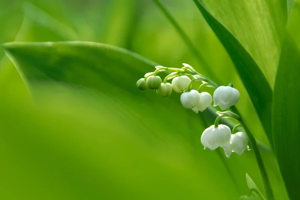 Vadinin narin beyaz zambakları 