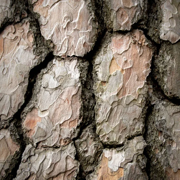 Bruine Reliëf Boomschors Textuur Van Dichtbij — Stockfoto