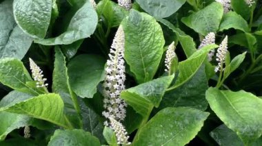 Yağmurda güzel beyaz ve pembe çiçekleri olan egzotik bitkiler