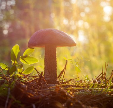 Ormandaki bir açıklıkta mantar. Güneş ışığının altında güzel bir bokeh ile yakın plan.