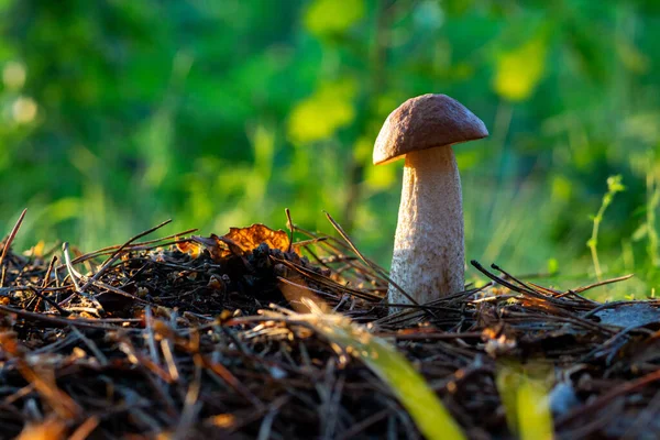 森林里的蘑菇在阳光的照射下与美丽的Bokeh紧密相连 — 图库照片