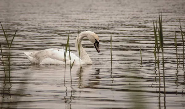 Weißer Wildschwan Schwimmt Sommer Auf Dem Fluss — Stockfoto