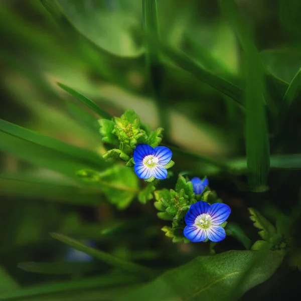 Blue Bright Wildflowers Close Green Background Macro — Stock Photo, Image