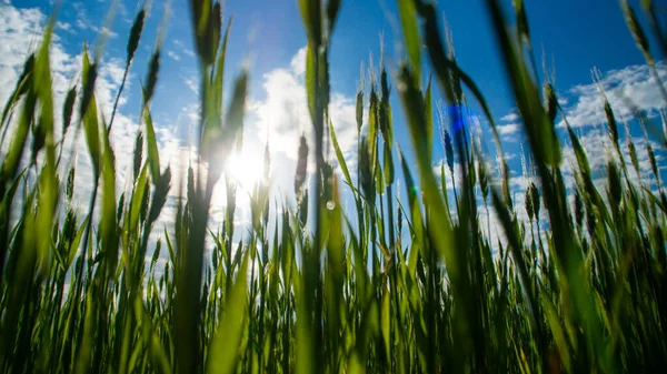 Green Spikelets Wheat Background Blue Sky Clouds — Stock Photo, Image