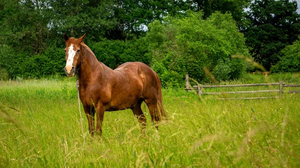 年轻漂亮的马在绿色的草地上吃草 — 图库照片