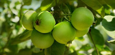 Ağaçta yetişen yeşil yaz elmaları