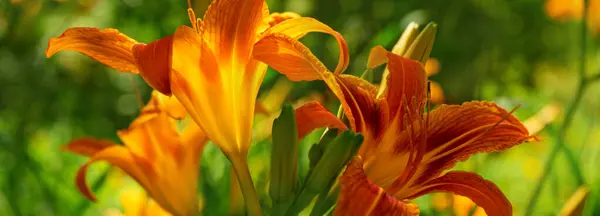 Große Wunderschöne Leuchtend Orangefarbene Lilien Die Von Der Sonne Aus — Stockfoto