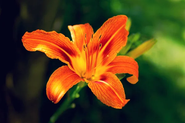 Große Schöne Leuchtend Orangefarbene Lilie Die Von Der Sonne Aus — Stockfoto