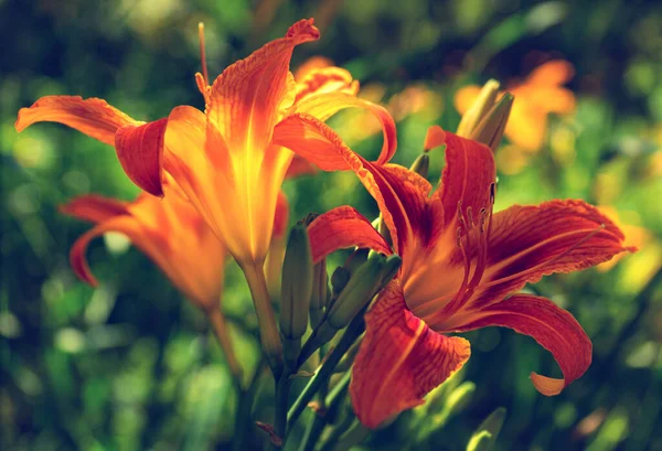 Große Wunderschöne Leuchtend Orangefarbene Lilien Die Von Der Sonne Aus — Stockfoto