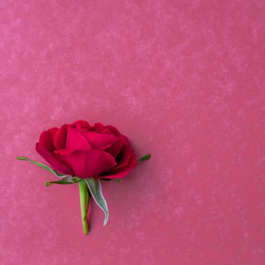 Pembe arka planda parlak kırmızı bir gül. Tasarım yeri olan bir kartpostal. Çiçek bileşimi.
