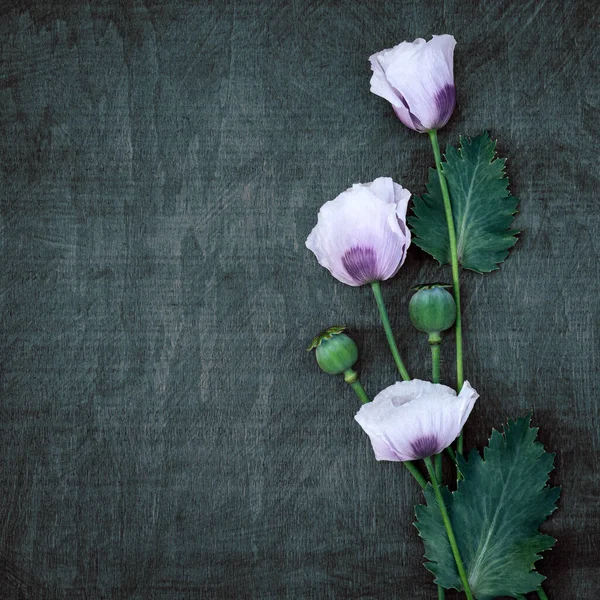 Delicate light poppies on a wooden green contrasting background with copy space.