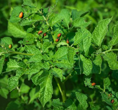 Colorado patates böceği bahçede yeşil patates yaprağı yiyor..