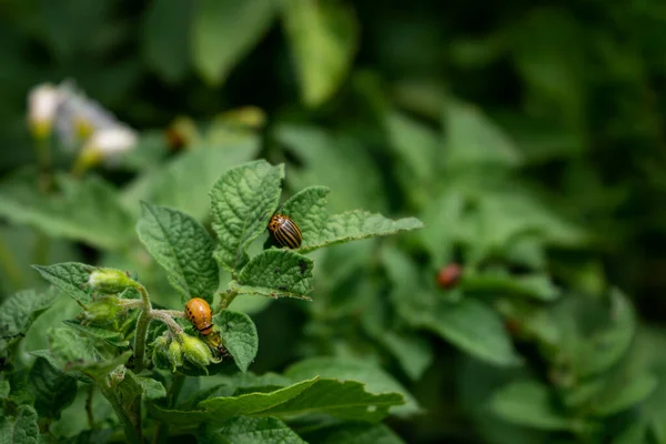 Colorado potato beetle eating green potato leaves in the garden.