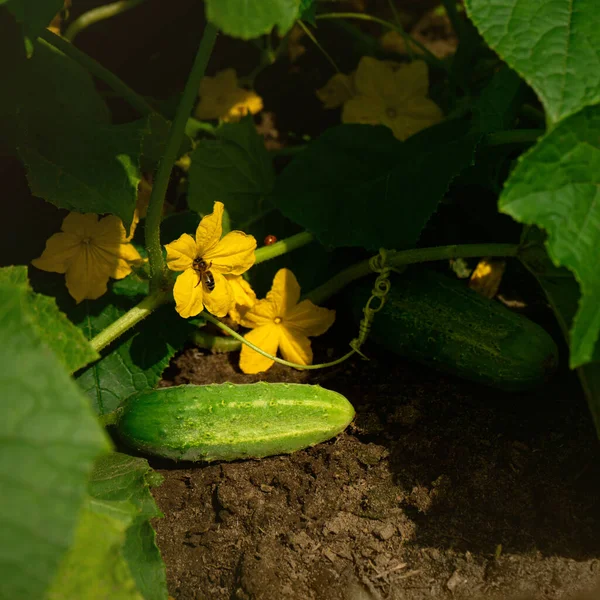 Yaz mevsiminde sebze bahçesinde yeşil meyveler ve sarı çiçeklerle büyüyen salatalıklar.