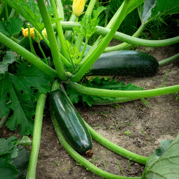 Bahçede yetişen yeşil kabak kabağı..