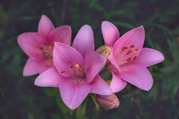 Leuchtend Rosa Lilien Auf Grünem Hintergrund Nahaufnahme — Stockfoto