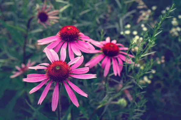 Bright Flowers Echinacea Green Background Close — Stock Photo, Image