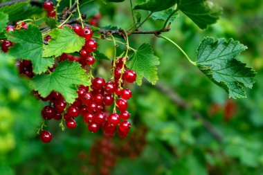 Çalının üzerinde sulu, olgun kırmızı frenk üzümü meyveleri.