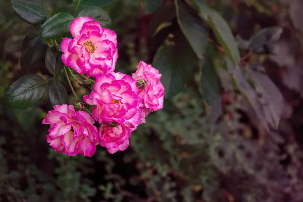Roses Roses Saturées Lumineuses Dans Jardin Tonique — Photo