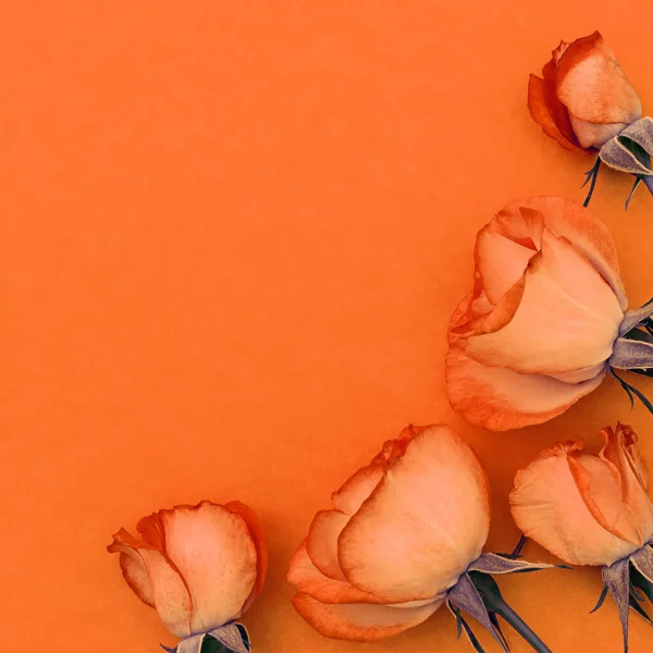 橙色背景上的一束明亮的玫瑰 有设计位置的明信片 — 图库照片