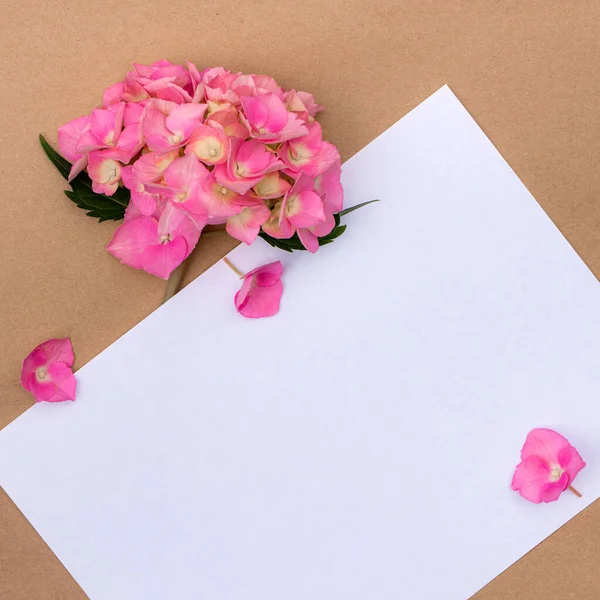 Flores Hortensias Rosadas Con Espacio Copia Para Diseño — Foto de Stock