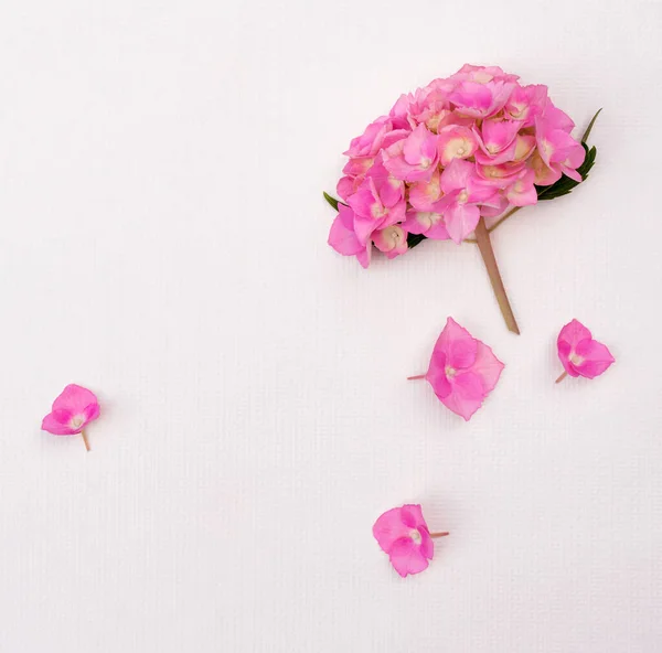 白い背景にピンクのアジサイの花がデザインのためのコピースペースと — ストック写真