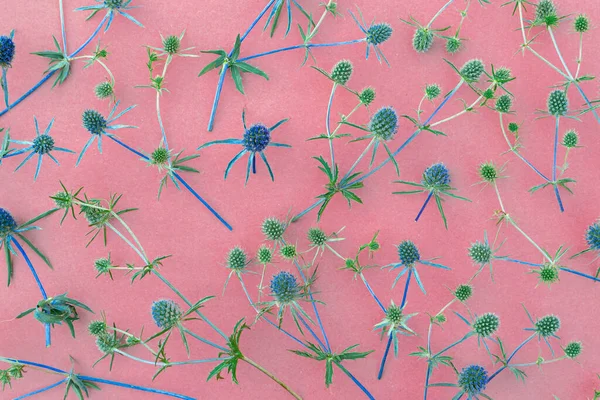 Pembe Kağıt Üzerinde Dikenli Mavi Kır Çiçeklerinin Arka Planı — Stok fotoğraf