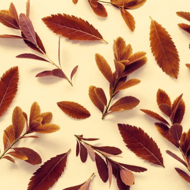 Pastel arka planda yaprakları olan parlak sonbahar dalları.