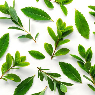 Beyaz arkaplanda yaprakları olan parlak yeşil dallar.