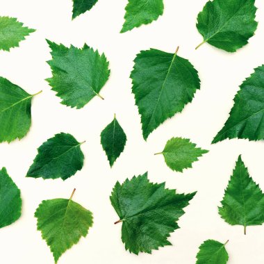 Zarif yeşil bahar huş yaprakları beyaz arka planda.