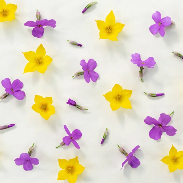 白色背景上精致的粉色和黄色春天野花 — 图库照片