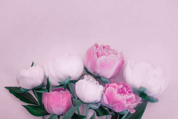 Bouquet of pink and white peonies close-up with copy space for design.