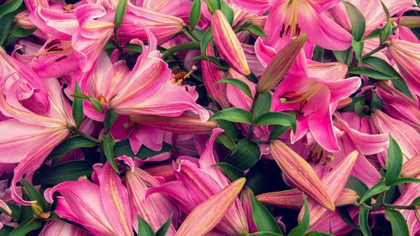 Leuchtend Zarte Lilienblüten Einem Blumenbeet — Stockfoto